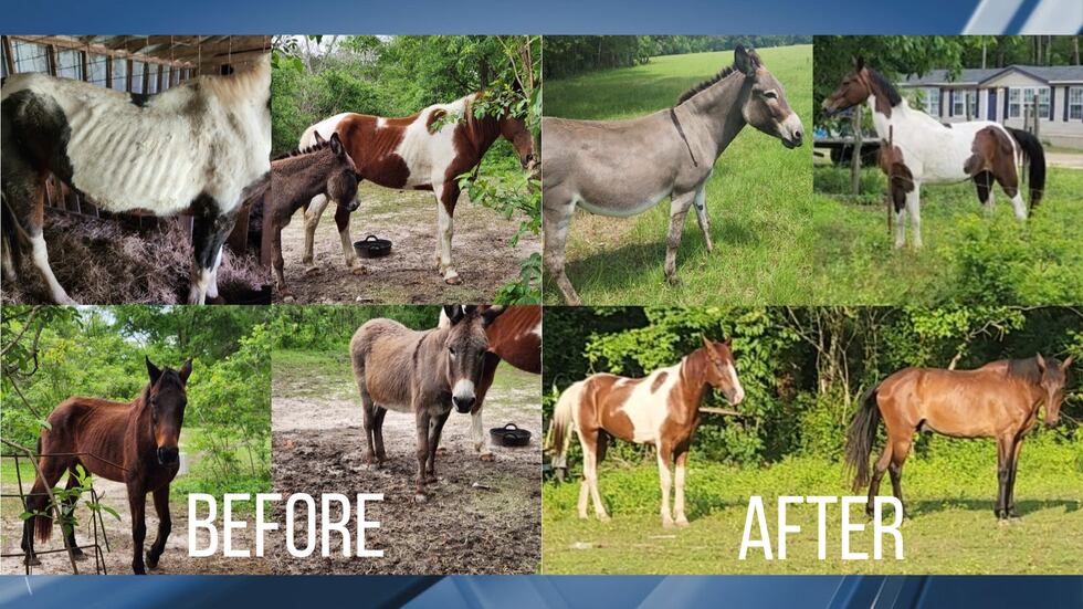 Before and after photos of the animals after being taken in by Hayden's Hoofbeat Haven