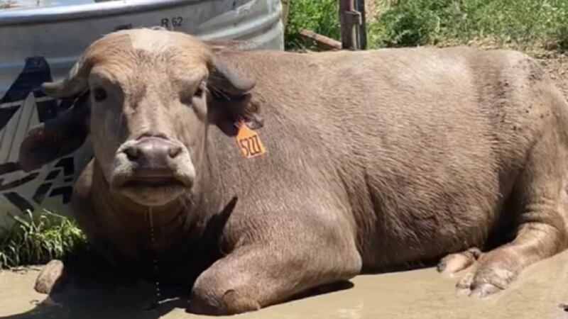 Moochi the water buffalo went missing from her family's property on Aug. 8.