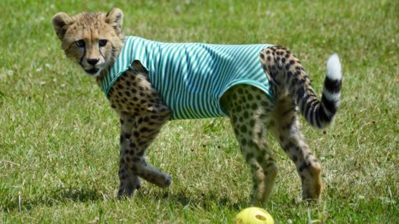 Redd the Cheetah died after his health rapidly declined, according to the Cincinnati Zoo.