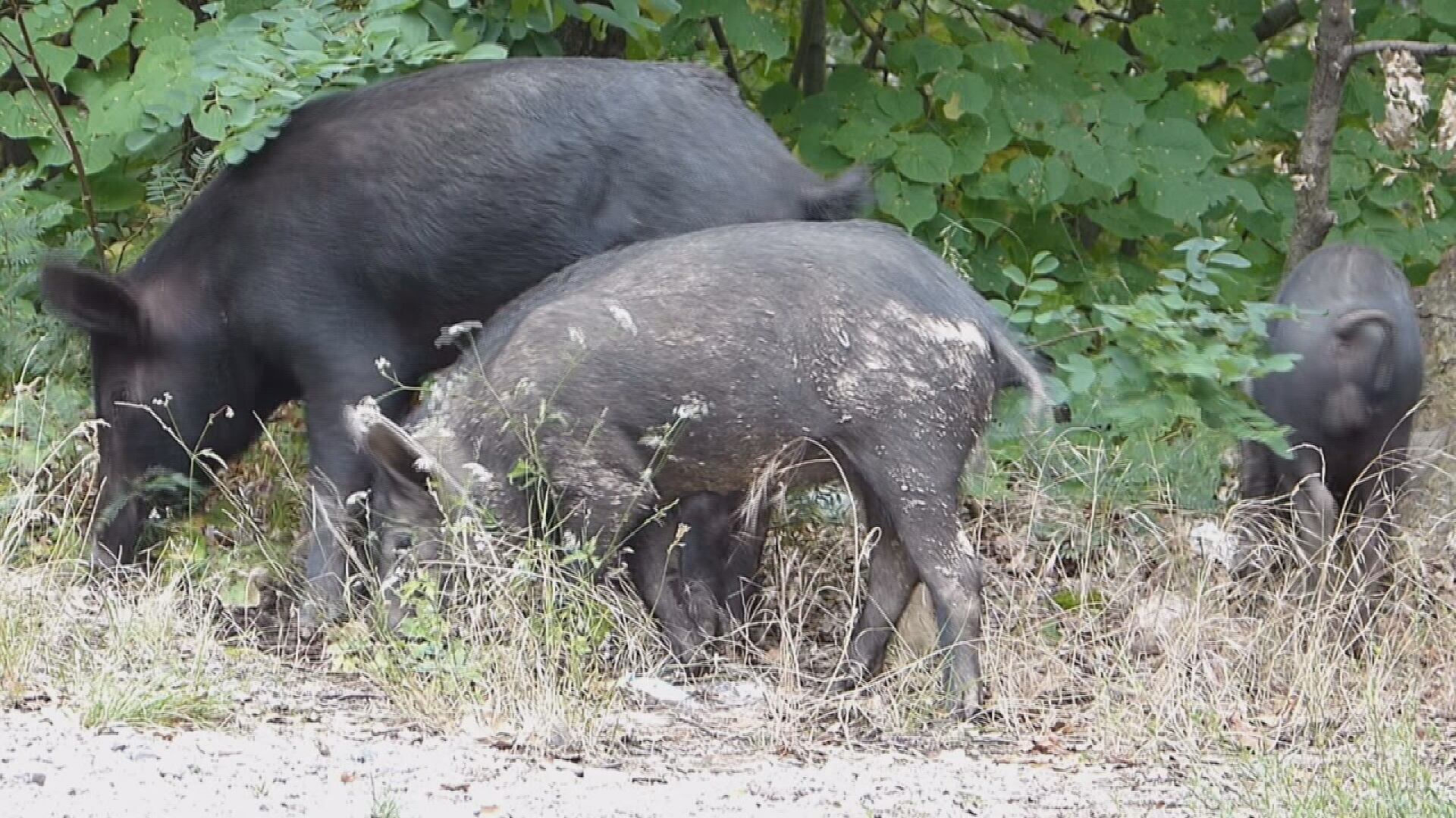 Winners of La. hog hunting contests accused of cheating - Vimarsana News