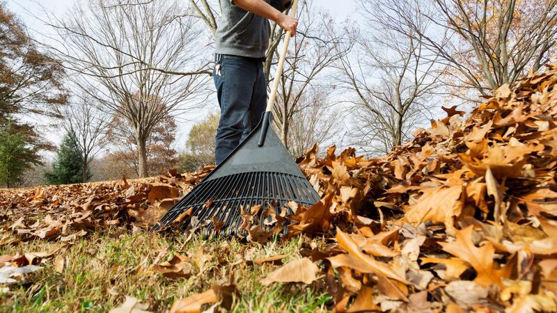 The USDA said the best way to help the environment is to leave the leaves where they fall –...