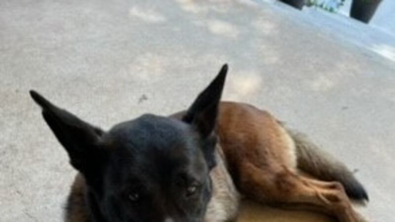 K9 Harrie died June 24, 2023.